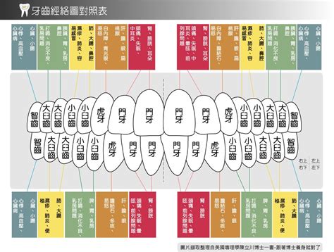 牙齒經絡圖|牙齒與經絡的關係對照圖